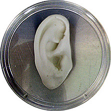 cartilage for ear graft