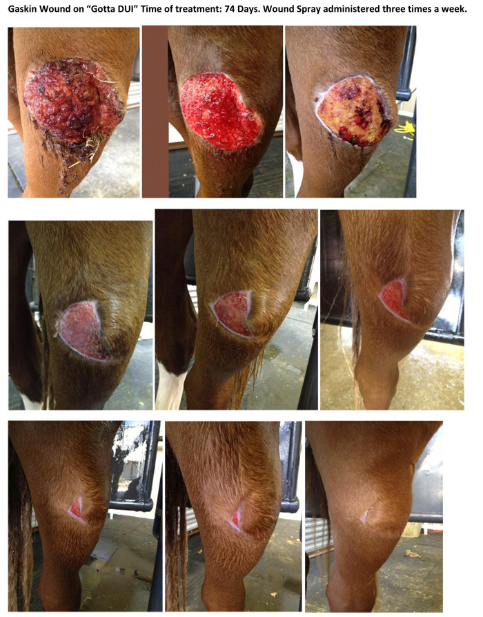 equine-wound-recovery-images